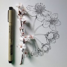 Illustration | Pencil Drawing