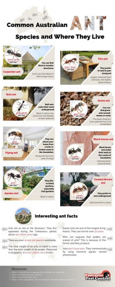 Common Australian Ant Species and Where They Live