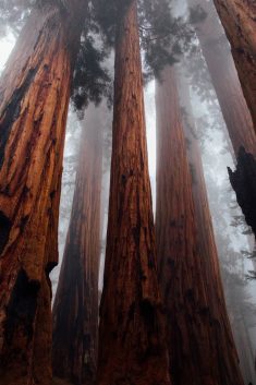 Sequoia National Forest, United States