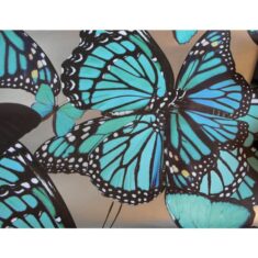 Circa Wallcovering Butterfly Wallpaper