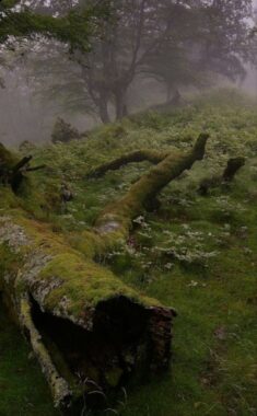 Pin by m777 on twilight | Nature aesthetic, Fantasy landscape, Dark green aesthetic