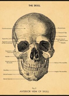 Schoolhouse Posters – The Skull