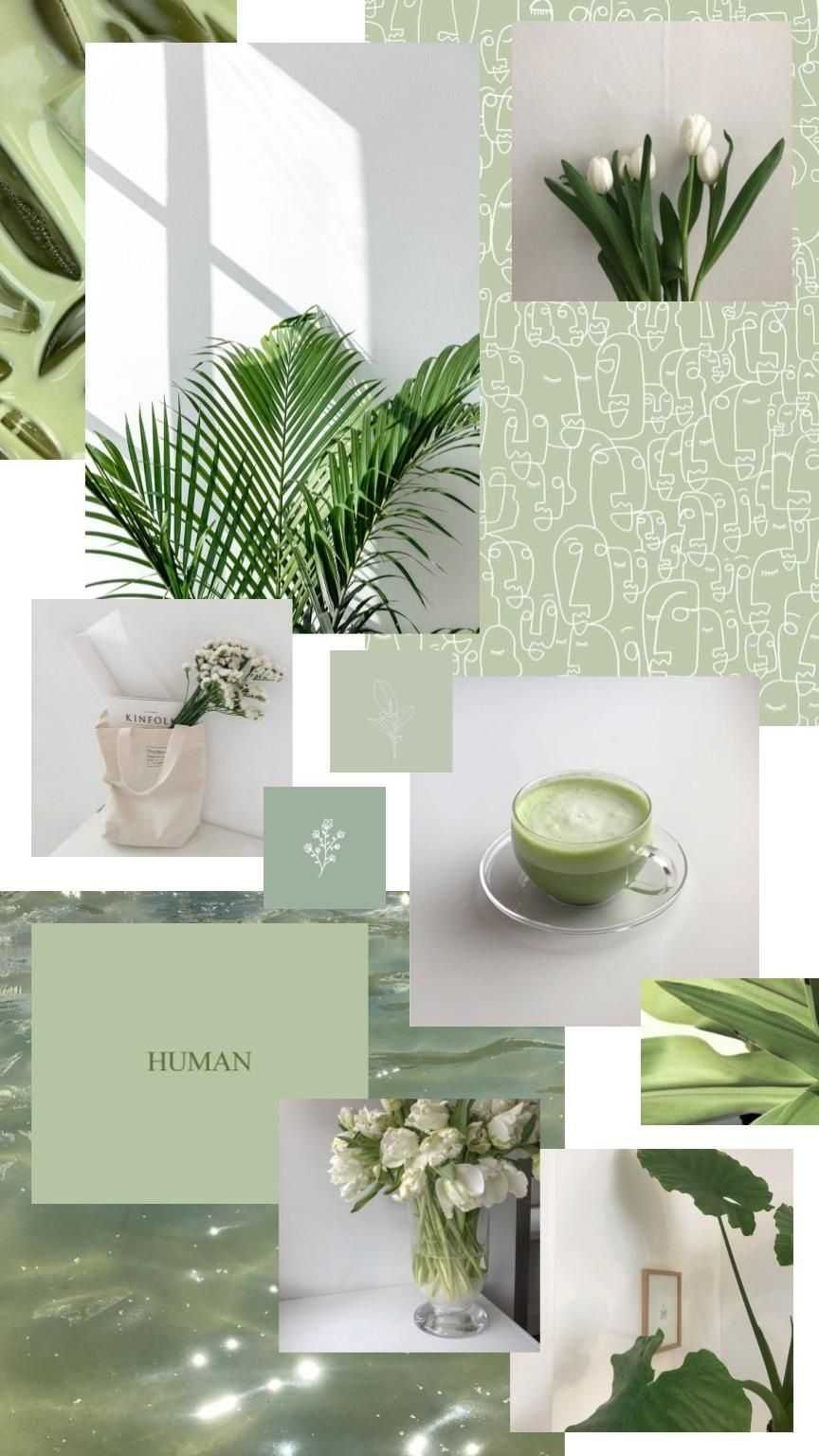 Sage Green Aesthetic Wallpaper – IdleWP