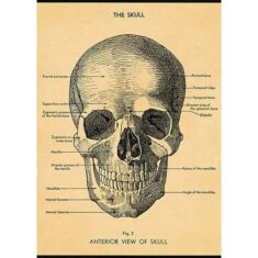 Skull Diagram Wrapping Paper / Poster