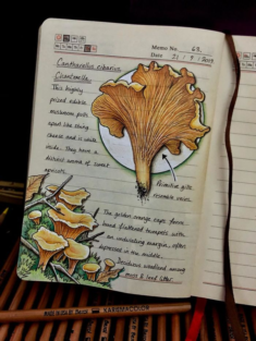 Woman Decides To ‘Record’ The Things She’s Discovering, Starts A Journal To Illustrate The Natur ...