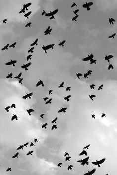 Flight by Adam Jahiel (Black & White Photograph) | Artful Home
