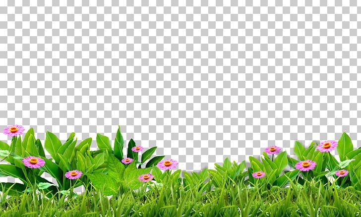 Green Grass PNG – Free Download