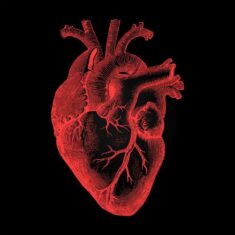 Human Heart – Anatomical Rendering on Dark Background
