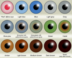 Human eye color (iris color) chart by KDC-71 on DeviantArt