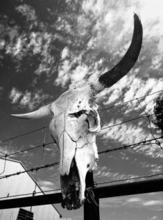 Limited Edition Black and White Bull Skull Photograph Print – Etsy