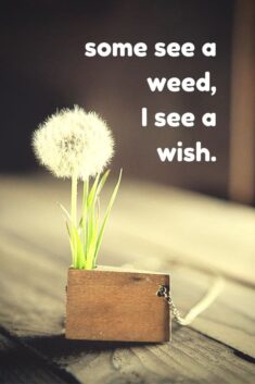Some see a weed,I see a wish