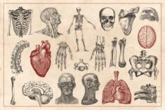 100 Vintage Anatomy Vectors