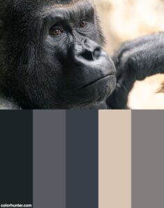 Gorilla Portrait  Color Palette