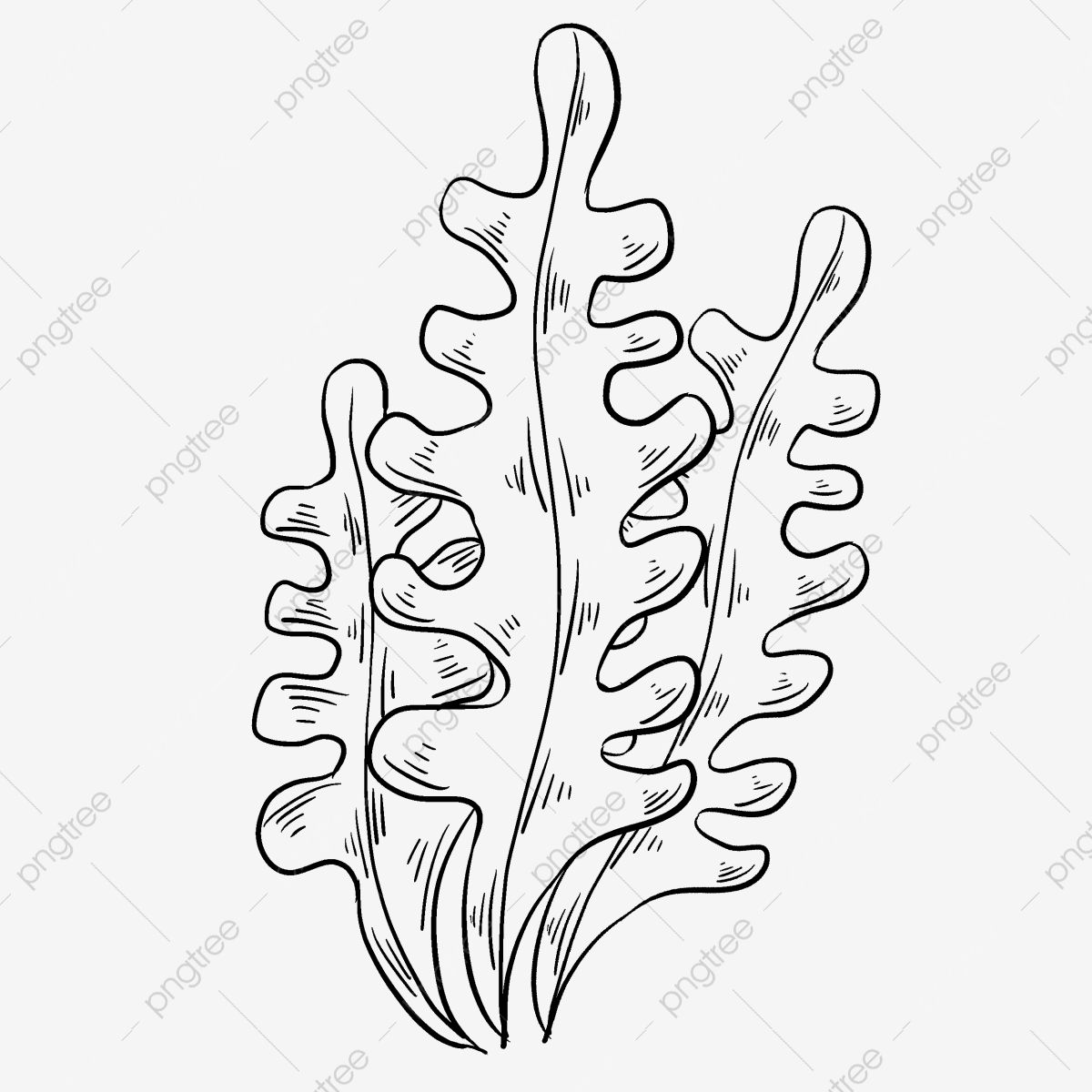 Line Drawing Kelp Hand Drawn Illustration, Line Drawing Kelp, Black Kelp, Beautiful Kelp PNG Tra ...