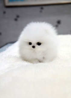 26 Teeny Tiny Puppies Guaranteed To Make You Say “Awww!”