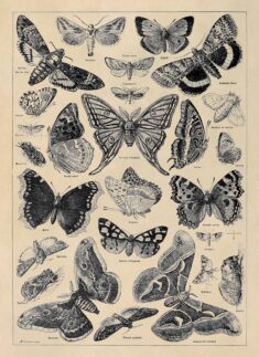 Butterfly Species Poster, Butterflies Chart, Vintage Style Insect Butterfly Illustration Print,  ...
