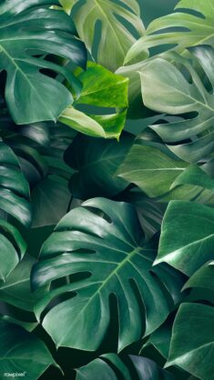 Download premium image of Green monstera leaves background design resource  by Adjima about mons ...