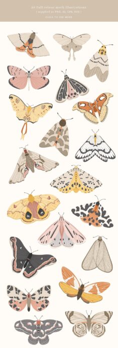 Moths & Butterflies Vector Illustrations Clipart PNG SVG – Etsy UK