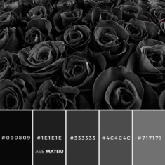 14 Valentine’s Day Color Palettes 2023 with hex codes