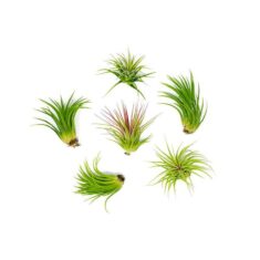 6 Low Light Air Plant Pack by Amazon