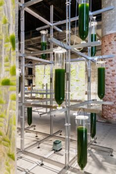Bit.Bio.Bot exhibition shows how algae can be used as air purifiers and protein source