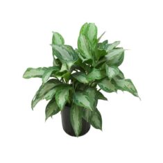 Costa Farms Aglaonema Silver Bay in 9.25 in. Grower Pot by Home Depot