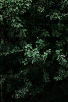 Green Forest Plants” by Stocksy Contributor “Javier Pardina