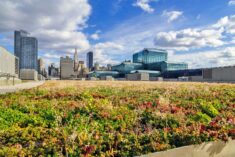 New York City Passes Law Requiring Green Roofs on New Buildings