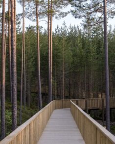 EFFEKT creates treetop walkway accessible to “all nature lovers”