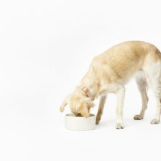 Fable Pets Bowl by Fable Pets