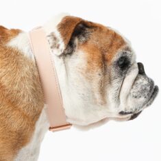 Fable Pets Signature Collar by Fable Pets