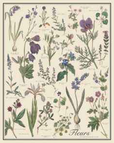 Fleur Antique-style Botanical Chart Poster Blue and Violet – Etsy