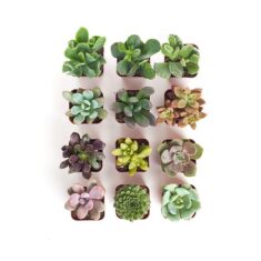 Shop Succulents Collection of 12 by Amazon