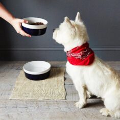Waggo Dipped Ceramic Pet Bowl by Food52